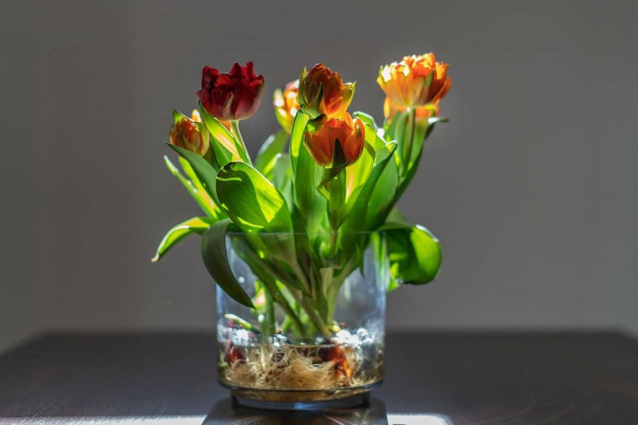 Il Tulipano - Appartamento Al Centro Di Віко-Екуенсе Екстер'єр фото